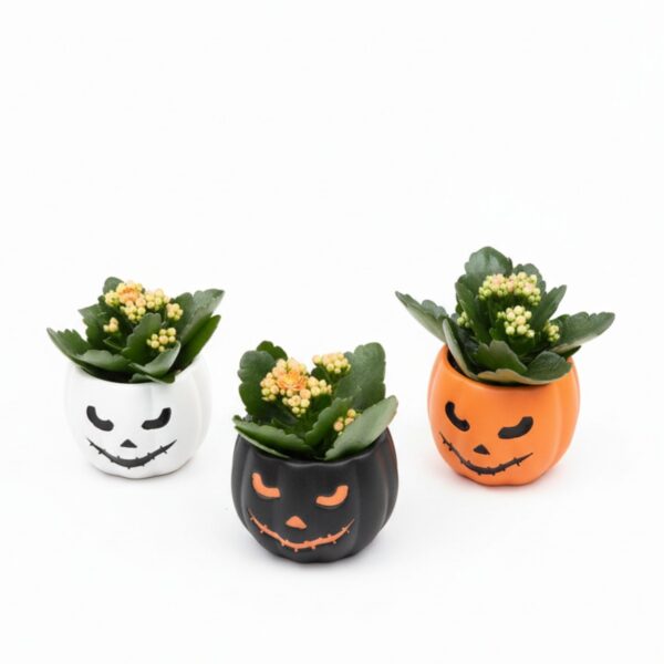 Blossfeldi kalanhoe P7 Halloween