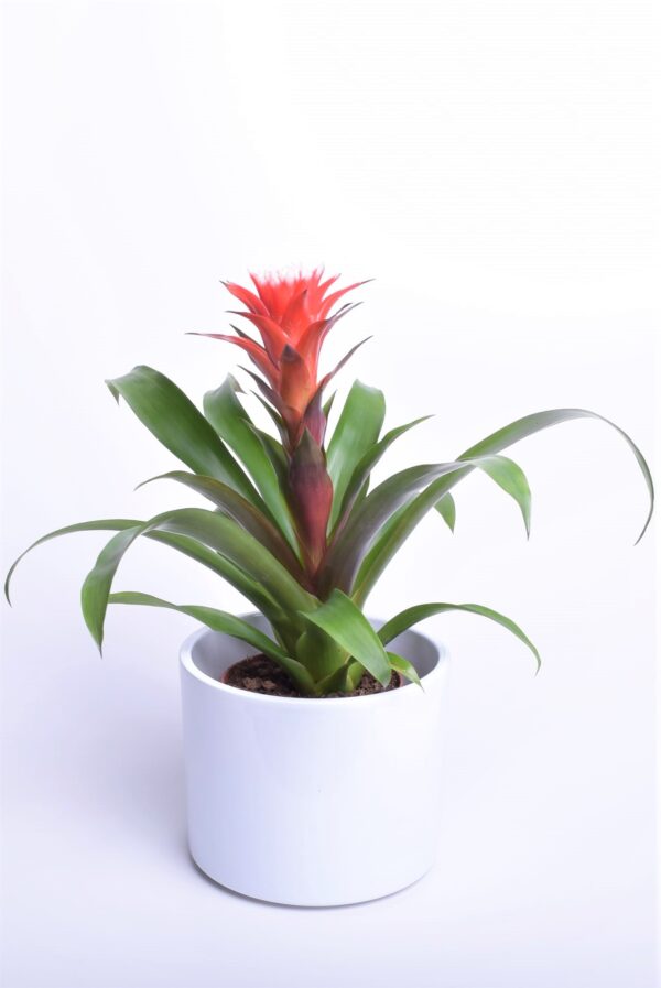 Gusmaania 'Hope' P12