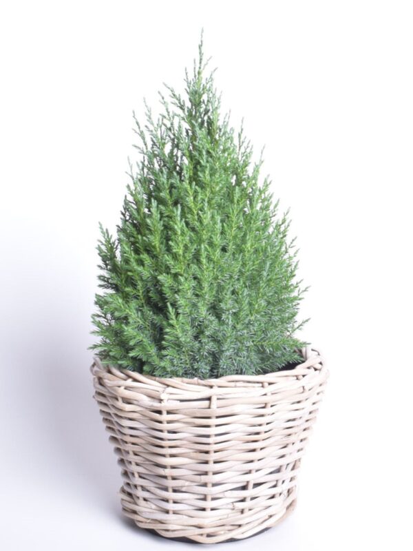 Hiina kadakas 'Stricta' P23 50cm