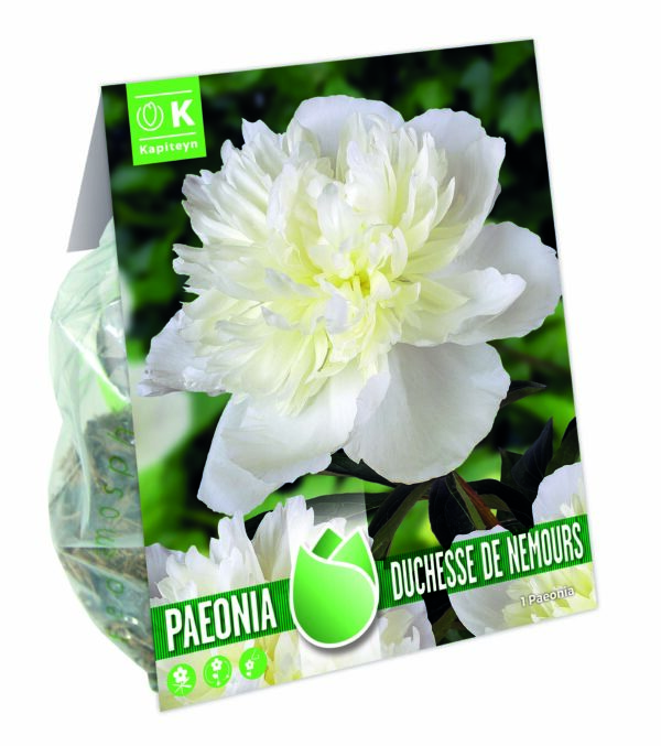 Pojeng 'Duchesse de Nemours' 1tk