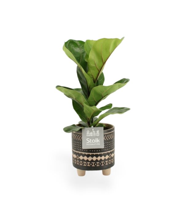 Lüüra-viigipuu P13 ümbrispotis