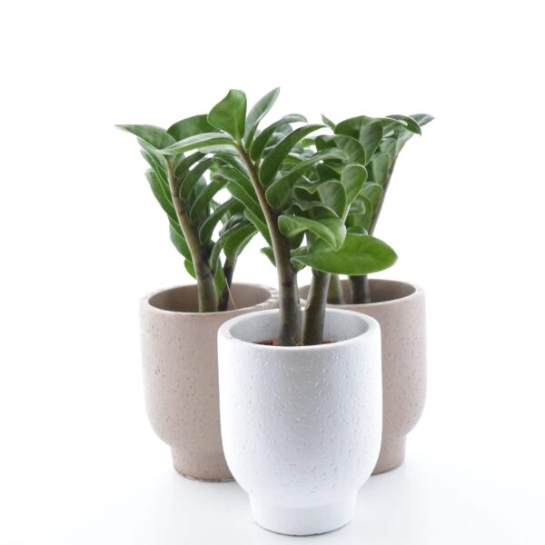 Sulgvõhk 'Zenzi' P6