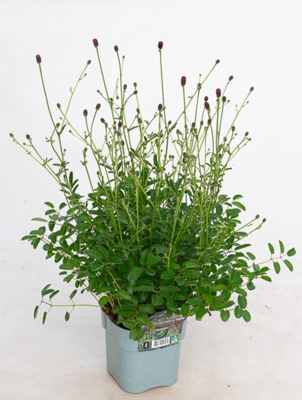 Ürt-punanupp Tanna' P17 Eestis kasvatatud