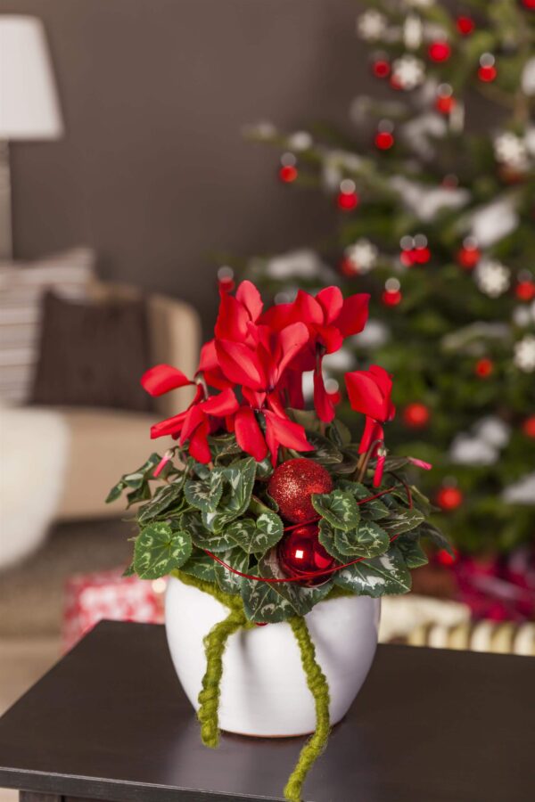 Alpikann P11/P12 Eestis kasvatatud