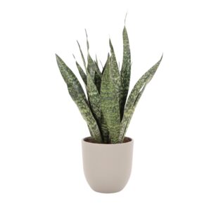 Kolmevöödiline havisaba ‘Jamaiquina’ P27 70cm