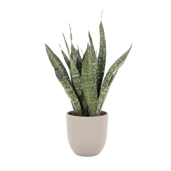 Kolmevöödiline havisaba 'Jamaiquina' P27 70cm