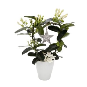 Õiekas pärgväändik P12 ümbrispotis