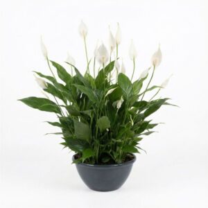 Tõlvlehik ‘Chopin’ P27