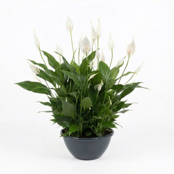 Tõlvlehik 'Chopin' P27