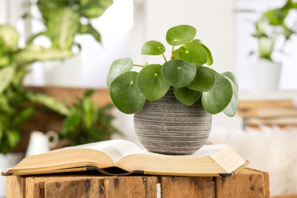 Kilp-piilea P12