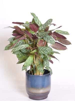 Harjas-sugalill ‘Compact Star’ P17 65cm