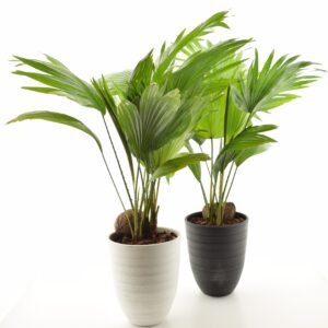 Ümaralehine saribuspalm P15 (lehvikpalm) ümbrispotiga