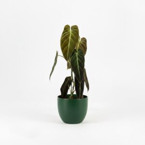 Mustkuldne filodendron P21