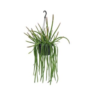 Piitsjas siugkaktus P14