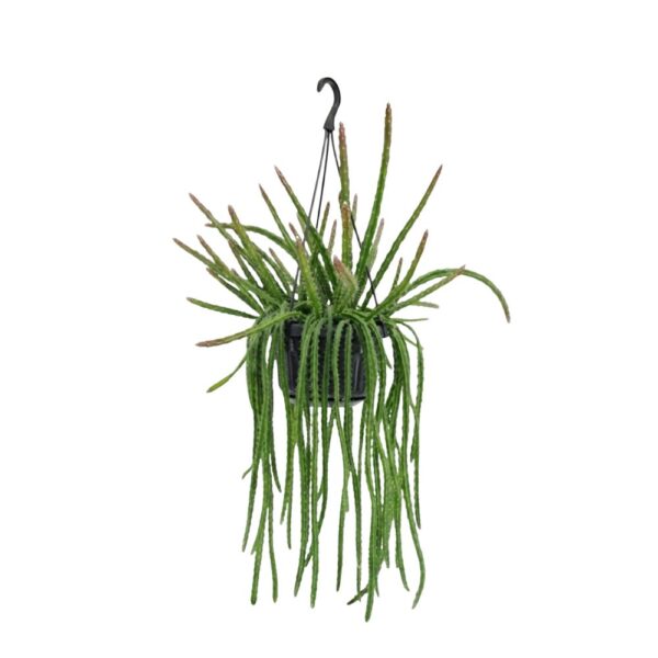 Piitsjas siugkaktus P14