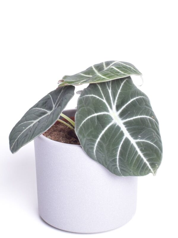 Alokaasia 'Black Velvet' P12 25cm