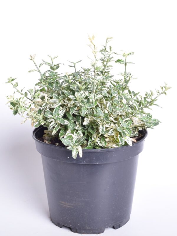 Fortune'i kikkapuu 'Harlequin' P28 50cm