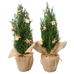 Ebaküpress ‘Ellwoodii’ P13 jute kotis dekoreeritud