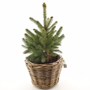 Torkav kuusk ‘Super Blue’ P23 45cm