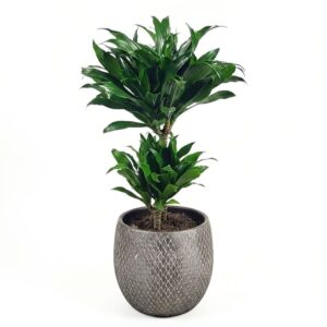 Dereema draakonipuu ‘Compacta’ P17 2 tüve