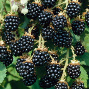 Pampel ehk aedmurakas ‘Black Satin’ P17