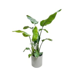 Nikolai paradiisilinnulill P27 150cm