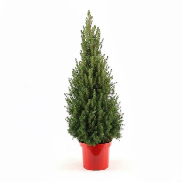 Kanada kuusk 'December' P30 100cm