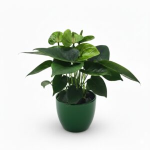 André flamingolill ‘Smaragd’ P12