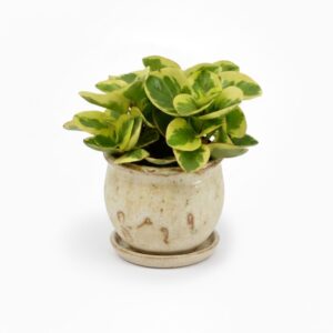 Tömbilehine peperoomia ‘Obtipan Bicolor’ P12