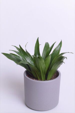 Dereema draakonipuu ‘Compacta’ P12