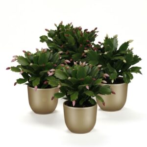 Jõulukaktus P9 erinevad