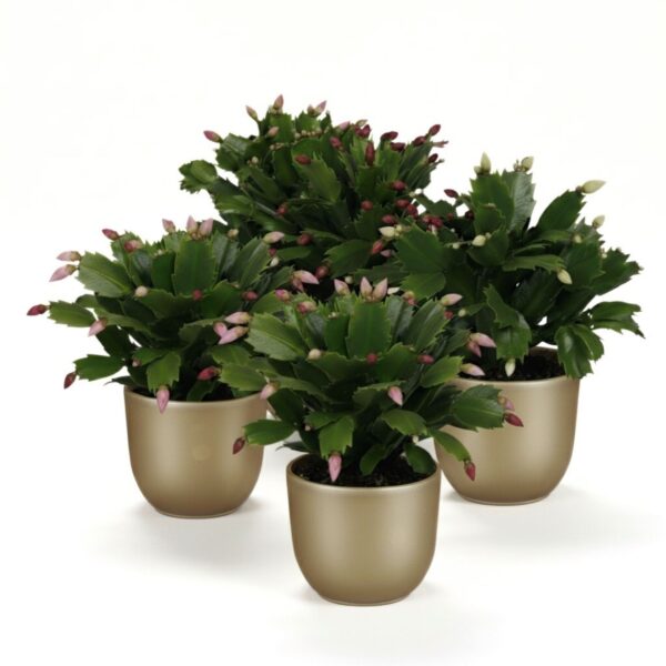 Jõulukaktus P9 erinevad