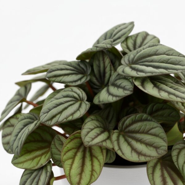 Peperoomia 'Mystique' P12