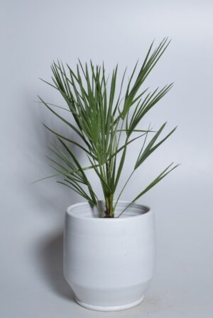 Kääbuspalm P21 70cm