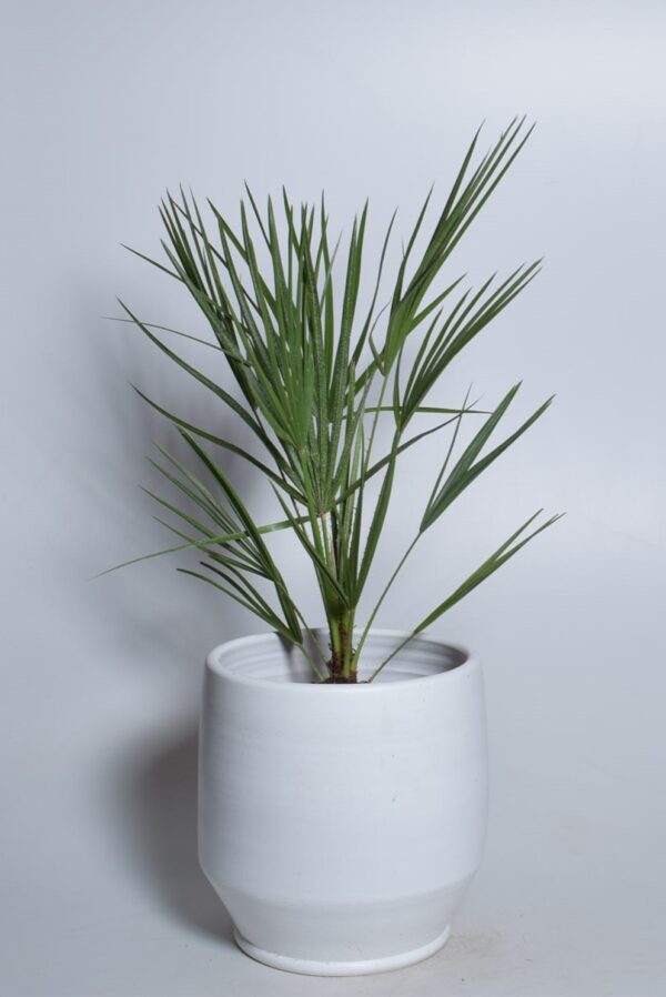 Kääbuspalm P21 70cm