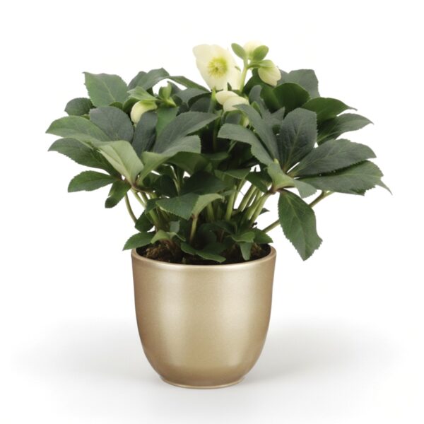 Must lumeroos 'Christmas Carol' P12 15cm XL