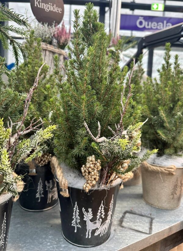 Kanada kuusk 'Perfecta' P17 40cm dekoreeritud