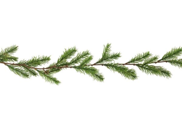 Vanik mänd roheline 180cm