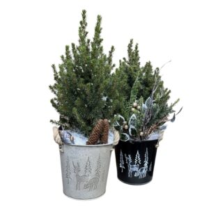 Kanada kuusk ‘Perfecta’ P17 40cm dekoreeritud