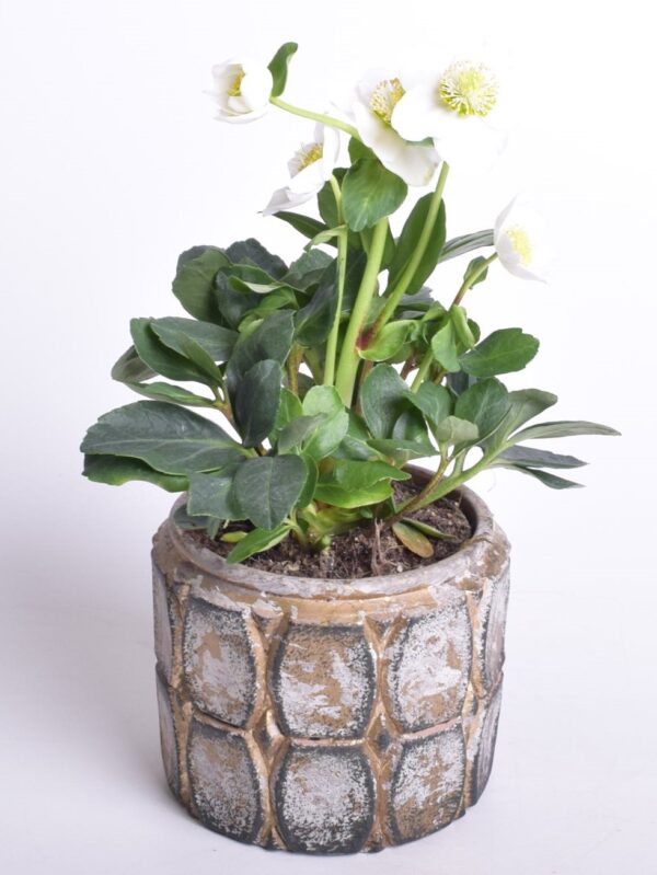 Must lumeroos 'Christmas Carol' P12