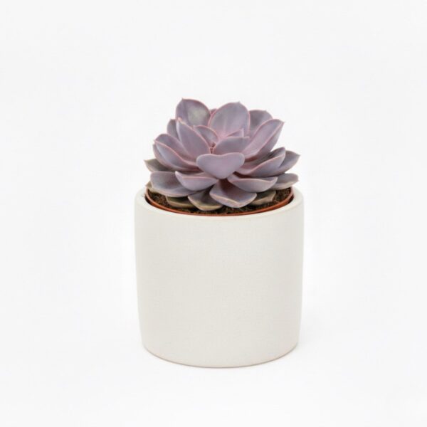 Soomuslehik 'Purper Shining Bright' P8,5