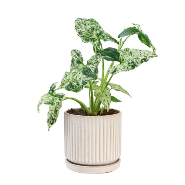 Sõrgköis 'Mottled' P12