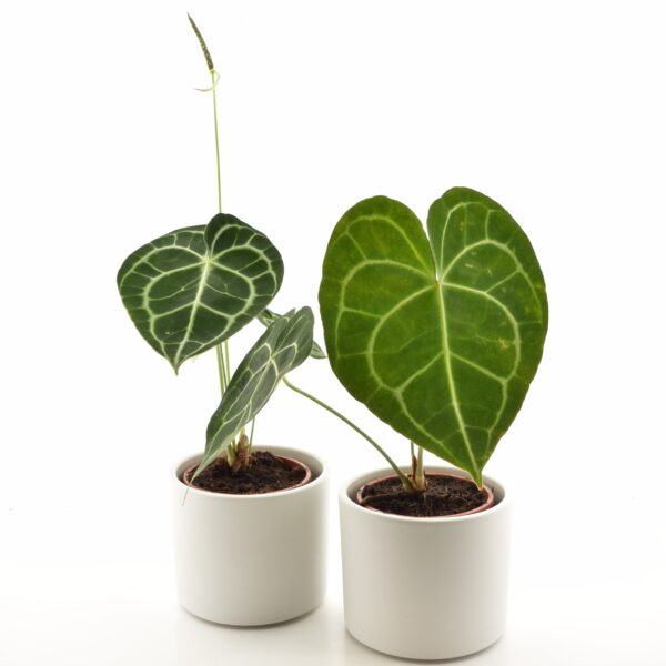 Marmor-flamingolill P12 20cm