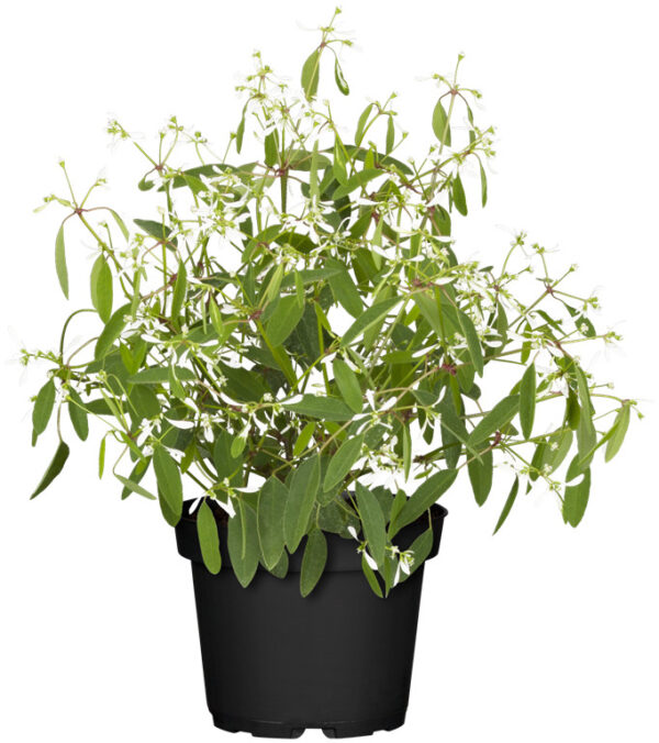 Õhuline piimalill P13