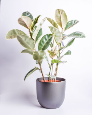 Kummi-viigipuu ‘Tineke’ P27 100cm