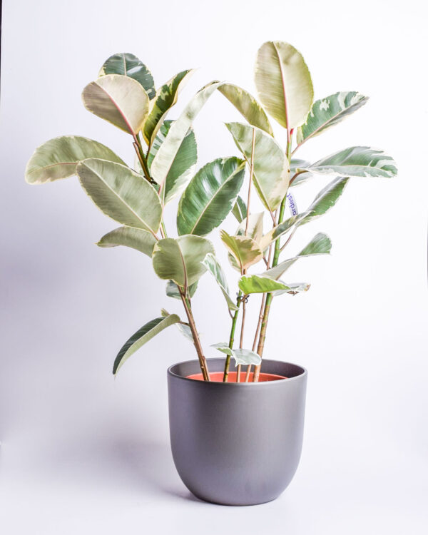 Kummi-viigipuu 'Tineke' P27 100cm