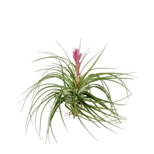 Tillandsia ‘Stricta’ õiega