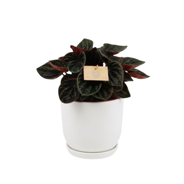 Keerdlehine peperoomia 'Rojo Gonga' P15