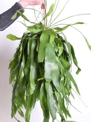 Väikeseõieline lamekaktus P21 amplis