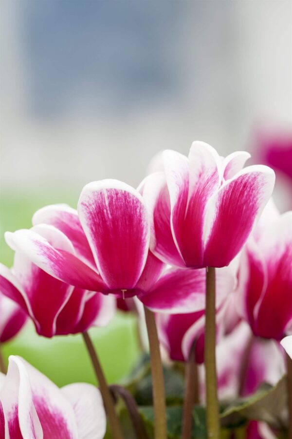 Alpikann P12/P13 Eestis kasvatatud